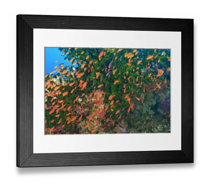Framed Print : schooling Fairy Basslets (Pseudanthias squamipinnis) near Soft Corals (Dendronepthya sp