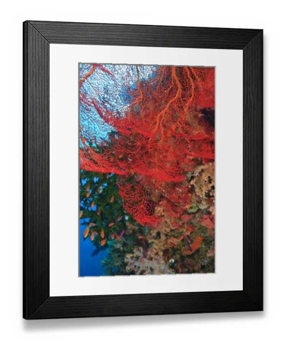 Framed Print : Gorgonian Sea Fan, schooling Fairy Basslets (Pseudanthias squamipinnis) near Vibrant & Colorful