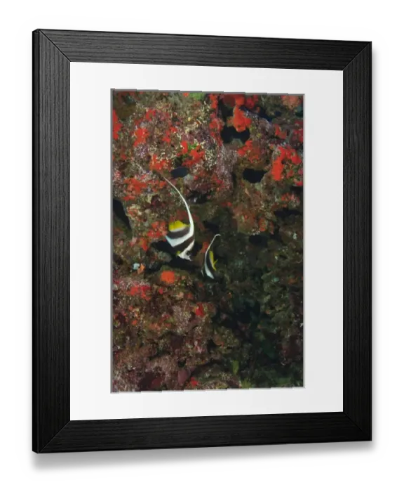 Framed Print : Bannerfish, Vibrant & Colorful, healthy Coral Reef, Bligh Water, Viti Levu, Fiji Framed Print : Bannerfish, Vibrant & Colorful, healthy Coral Reef, Bligh Water, Viti Levu, Fiji