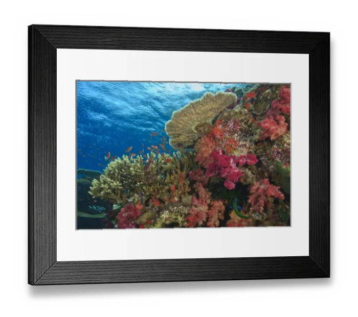 Framed Print : schooling Fairy Basslets (Pseudanthias squamipinnis) near Soft Corals (Dendronepthya sp