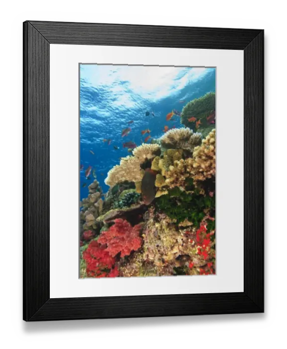Framed Print : schooling Fairy Basslets (Pseudanthias squamipinnis) near Soft Corals (Dendronepthya sp
