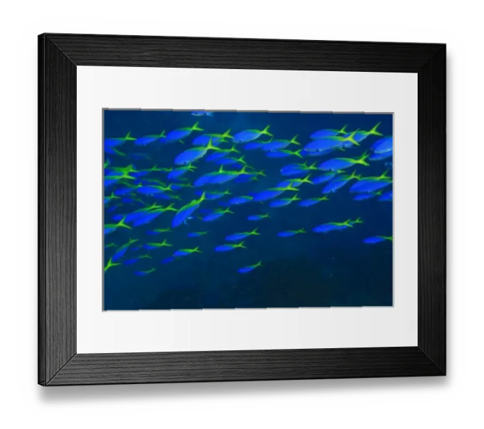 Framed Print : Blue-Gold Fusiliers (Caesio teres), Vibrant & Colorful, healthy Coral Reef, Bligh Water