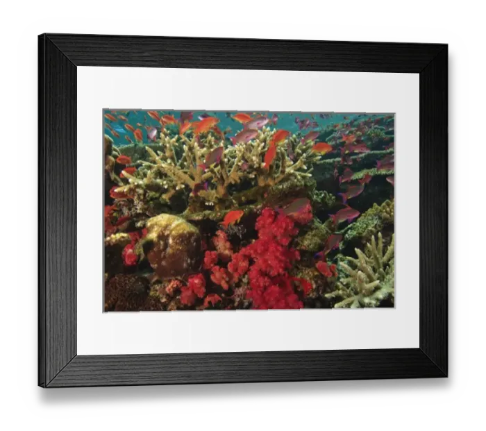 Framed Print : schooling Fairy Basslets (Pseudanthias squamipinnis) near Soft Corals (Dendronepthya sp Framed Print : schooling Fairy Basslets (Pseudanthias squamipinnis) near Soft Corals (Dendronepthya sp