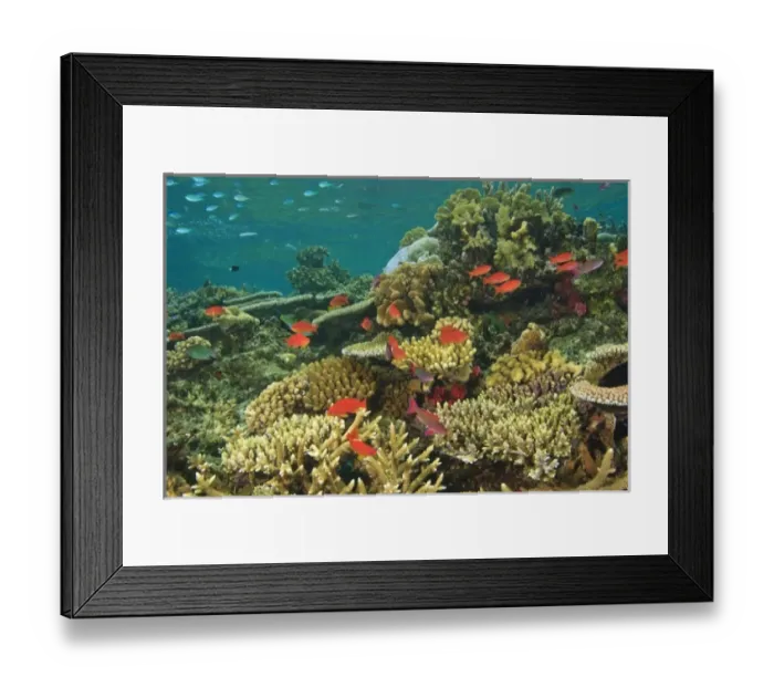 Framed Print : Oceania, Fiji Framed Print : Oceania, Fiji