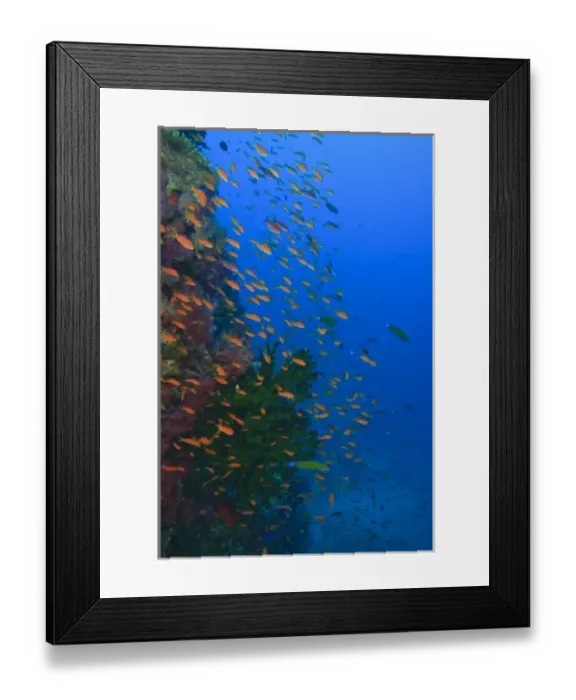 Framed Print : schooling Fairy Basslets (Pseudanthias squamipinnis) near Soft Corals (Dendronepthya sp Framed Print : schooling Fairy Basslets (Pseudanthias squamipinnis) near Soft Corals (Dendronepthya sp