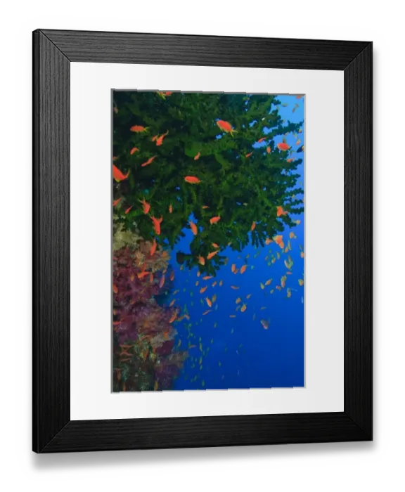 Framed Print : schooling Fairy Basslets (Pseudanthias squamipinnis) near Soft Corals (Dendronepthya sp Framed Print : schooling Fairy Basslets (Pseudanthias squamipinnis) near Soft Corals (Dendronepthya sp