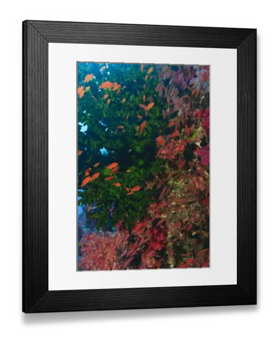 Framed Print : schooling Fairy Basslets (Pseudanthias squamipinnis) near Soft Corals (Dendronepthya sp