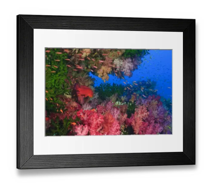 Framed Print : schooling Fairy Basslets (Pseudanthias squamipinnis) near Soft Corals (Dendronepthya sp