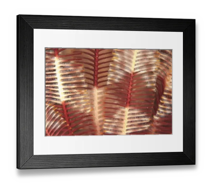 Framed Print : Close-Up Macro View of Crinoid, Bligh Water, Viti Levu, Fiji, South Pacific Framed Print : Close-Up Macro View of Crinoid, Bligh Water, Viti Levu, Fiji, South Pacific