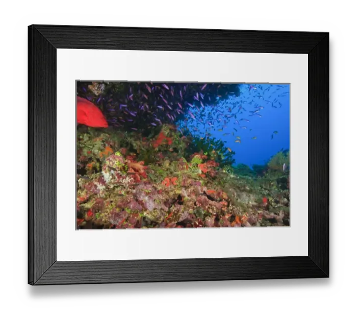 Framed Print : Coral Cod (Cephalopholis miniata) & schooling Anthias fish, Vibrant & Colorful, healthy Coral Reef