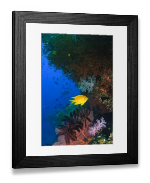 Framed Print : Yellow Damsel, gorgonian sea fan, crinoids, & soft corals, Bligh Water, Viti Levu