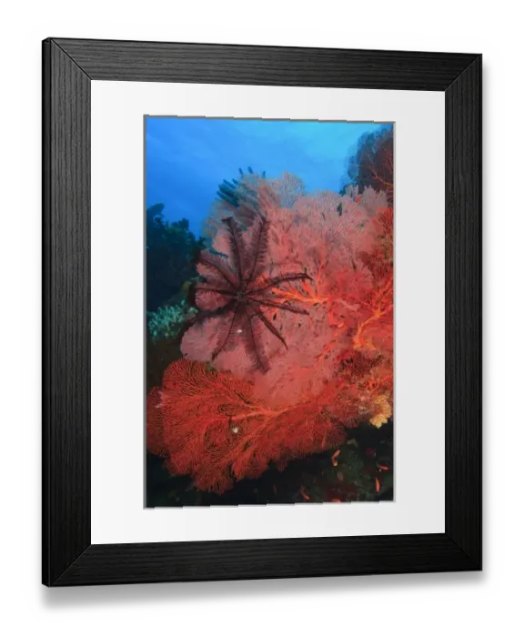 Framed Print : Pristine Gorgonian Sea Fans and crinoids, Bligh Water, Viti Levu, Fiji, South Pacific