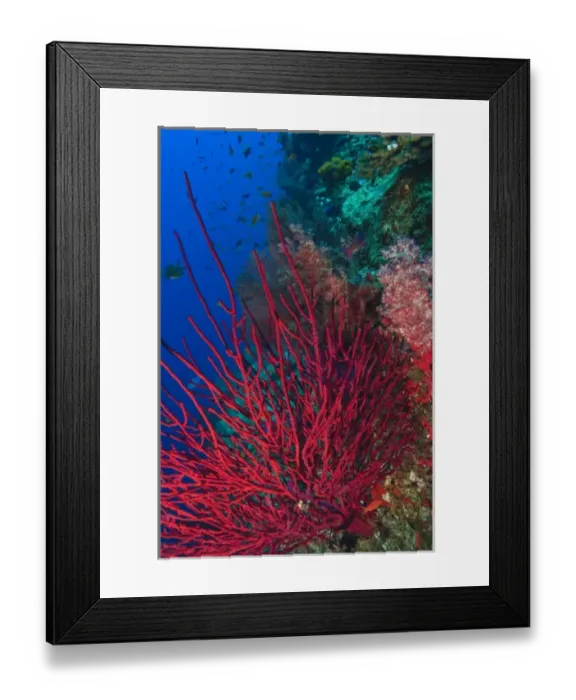 Framed Print : Gorgonian Sea Fans, soft corals, Bligh Water, Viti Levu, Fiji, South Pacific Framed Print : Gorgonian Sea Fans, soft corals, Bligh Water, Viti Levu, Fiji, South Pacific