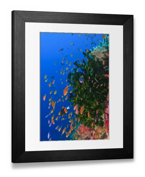 Framed Print : Schooling Fairy Basslets (Pseudanthias squaminipinnis), Vibrant & Colorful, healthy Coral Reef Framed Print : Schooling Fairy Basslets (Pseudanthias squaminipinnis), Vibrant & Colorful, healthy Coral Reef