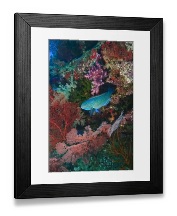 Framed Print : Parrotfish, Gorgonian Sea Fans, & soft corals, Bligh Water, Viti Levu, Fiji, South Framed Print : Parrotfish, Gorgonian Sea Fans, & soft corals, Bligh Water, Viti Levu, Fiji, South