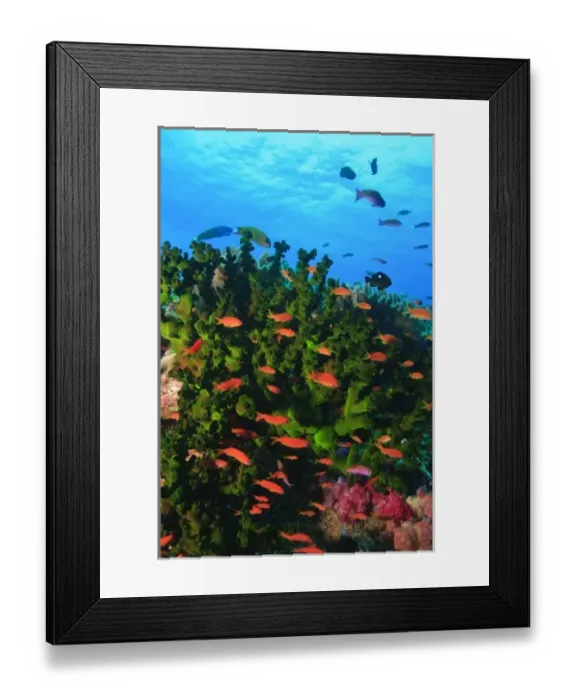 Framed Print : Schooling Fairy Basslets (Pseudanthias squaminipinnis), Vibrant & Colorful, healthy Coral Reef Framed Print : Schooling Fairy Basslets (Pseudanthias squaminipinnis), Vibrant & Colorful, healthy Coral Reef