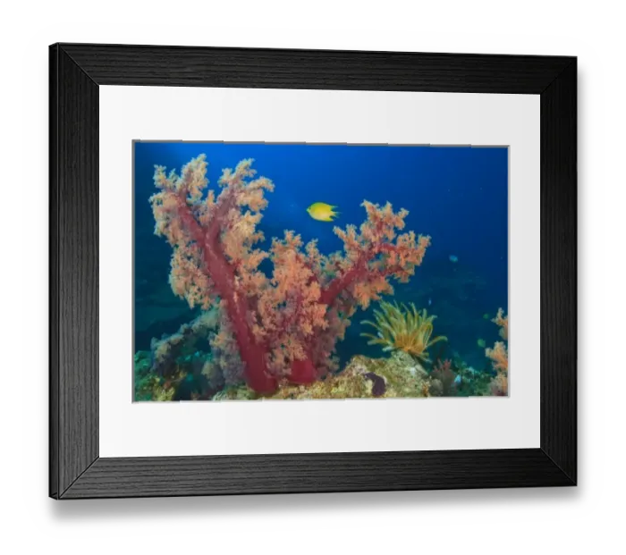 Framed Print : Yellow Damselfish near Soft Coral Trees (Dendronepthya sp. ), Bligh Water, Viti Levu