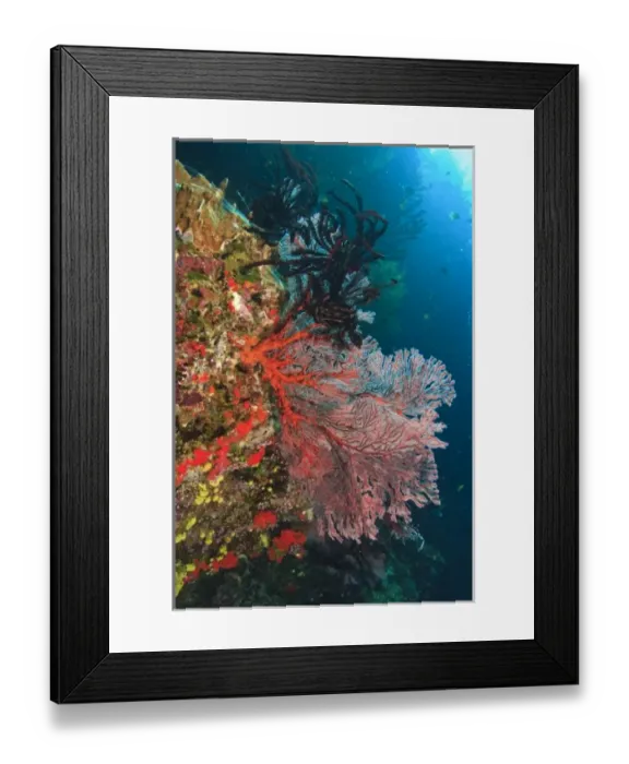 Framed Print : colorful Gorgonian Sea Fans & Crinoids, Bligh Water, Viti Levu, Fiji, South Pacific Framed Print : colorful Gorgonian Sea Fans & Crinoids, Bligh Water, Viti Levu, Fiji, South Pacific