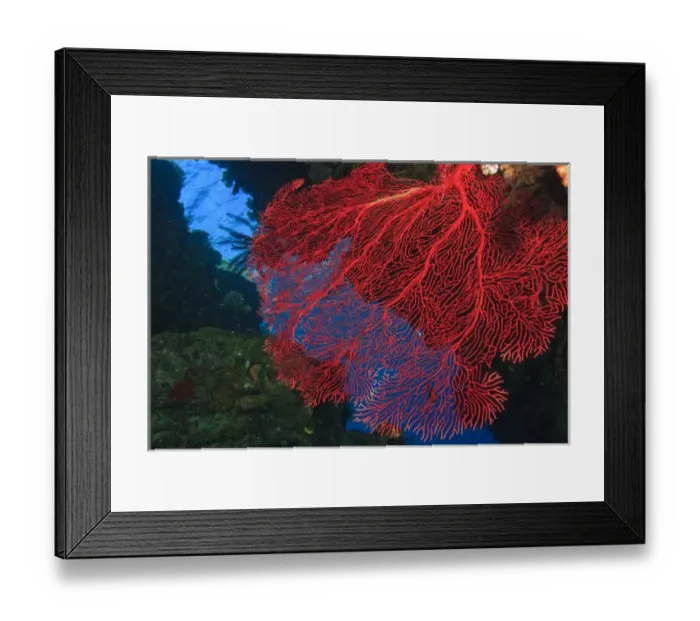 Framed Print : colorful Gorgonian Sea Fan, Bligh Water, Viti Levu, Fiji, South Pacific