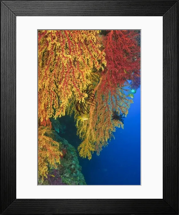 Framed Print : colorful Gorgonian Sea Fans, Bligh Water, Viti Levu, Fiji, South Pacific