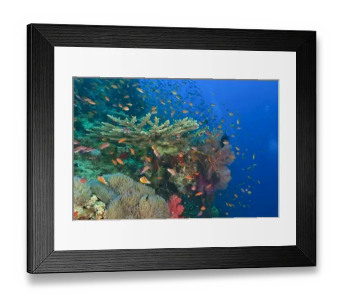 Framed Print : Schooling Fairy Basslets (Pseudanthias squamipinnis) near Vibrant & Colorful, healthy Coral Reef Framed Print : Schooling Fairy Basslets (Pseudanthias squamipinnis) near Vibrant & Colorful, healthy Coral Reef