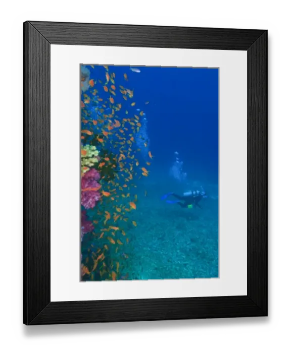 Framed Print : MR Scuba Diver, schooling Fairy Basslets (Pseudanthias squamipinnis) near Vibrant & Colorful