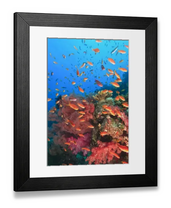 Framed Print : Schooling Fairy Basslets (Pseudanthias squamipinnis) near Vibrant & Colorful, healthy Coral Reef Framed Print : Schooling Fairy Basslets (Pseudanthias squamipinnis) near Vibrant & Colorful, healthy Coral Reef