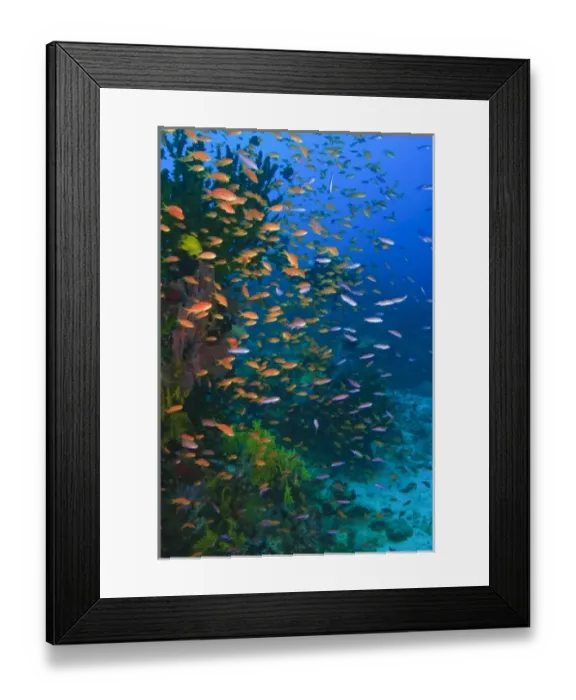 Framed Print : MR Scuba Diver, schooling Fairy Basslets (Pseudanthias squamipinnis) near Vibrant & Colorful Framed Print : MR Scuba Diver, schooling Fairy Basslets (Pseudanthias squamipinnis) near Vibrant & Colorful