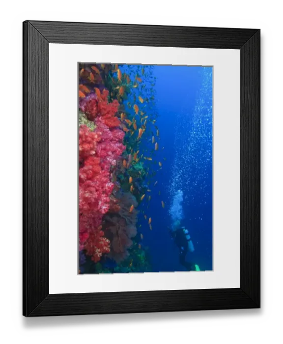 Framed Print : MR Scuba Diver, schooling Fairy Basslets (Pseudanthias squamipinnis) near Vibrant & Colorful Framed Print : MR Scuba Diver, schooling Fairy Basslets (Pseudanthias squamipinnis) near Vibrant & Colorful