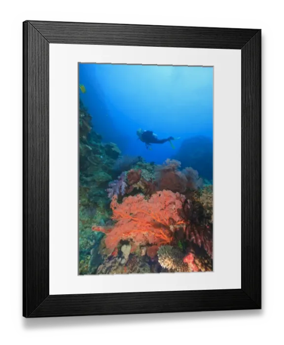 Framed Print : MR Diver swimming near large Gorgonian Sea Fans, Bligh Water, Viti Levu, Fiji, South Framed Print : MR Diver swimming near large Gorgonian Sea Fans, Bligh Water, Viti Levu, Fiji, South