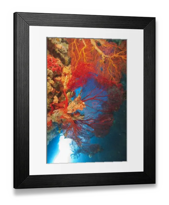 Framed Print : Llarge Gorgonian Sea Fans, Bligh Water, Viti Levu, Fiji, South Pacific Framed Print : Llarge Gorgonian Sea Fans, Bligh Water, Viti Levu, Fiji, South Pacific