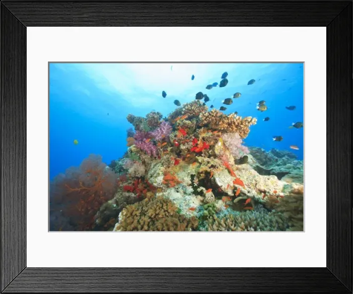 Framed Print : Damselfish on colorful coral reef, Bligh Water, Viti Levu, Fiji, South Pacific Framed Print : Damselfish on colorful coral reef, Bligh Water, Viti Levu, Fiji, South Pacific