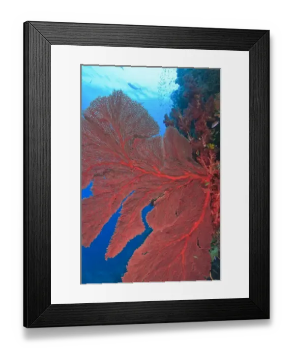 Framed Print : Gorgonian Sea Fans, Beqa Island off Southern Viti Levu, Fiji, South Pacific