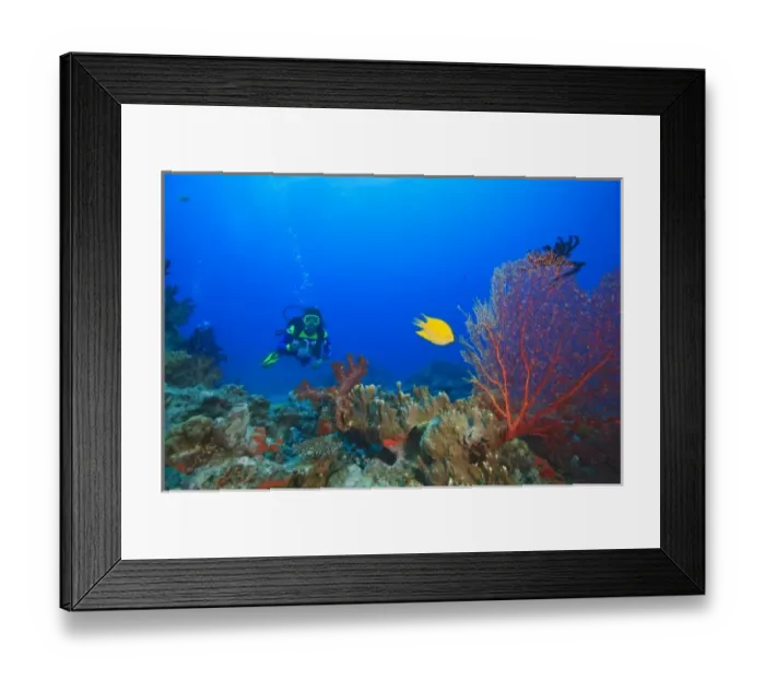 Framed Print : MR Diver with large Gorgonian Sea Fan & Yellow Damselfish near Beqa Island off Southern Viti Levu