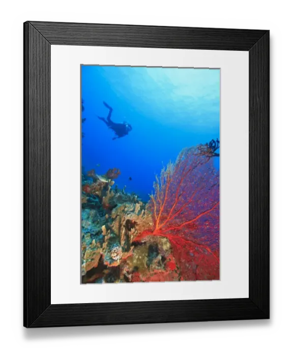 Framed Print : MR Diver with large Gorgonian Sea Fan near Beqa Island off Southern Viti Levu, Fiji Framed Print : MR Diver with large Gorgonian Sea Fan near Beqa Island off Southern Viti Levu, Fiji