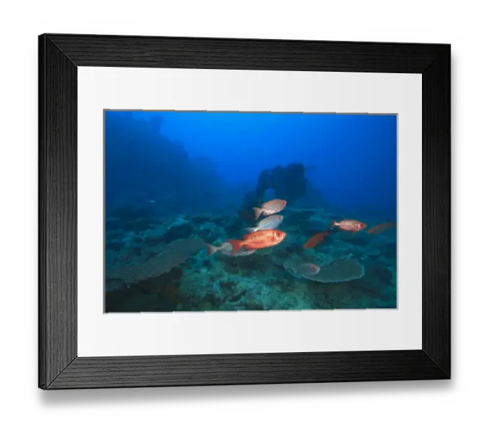 Framed Print : Bigeye Fish near Beqa Island off Southern Viti Levu, Fiji, South Pacific Framed Print : Bigeye Fish near Beqa Island off Southern Viti Levu, Fiji, South Pacific