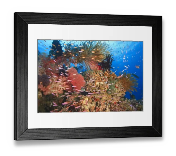 Framed Print : tropical reef with Anthias fish, Crinoids near Beqa Island off Southern Viti Levu Framed Print : tropical reef with Anthias fish, Crinoids near Beqa Island off Southern Viti Levu