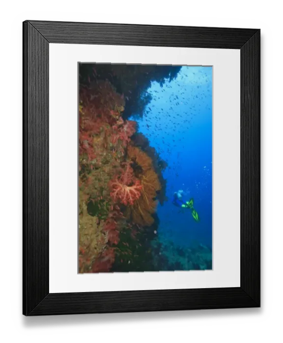 Framed Print : MR Diver near large Soft Coral-lined underwater Arch near Beqa Island off Southern Viti Levu