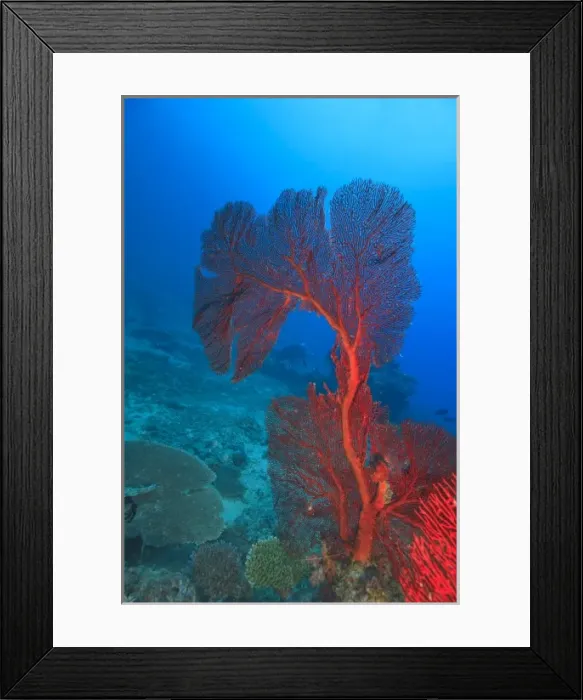 Framed Print : Diver in background of large Gorgonian Sea Fan, Beqa Island off Southern Viti Levu Framed Print : Diver in background of large Gorgonian Sea Fan, Beqa Island off Southern Viti Levu