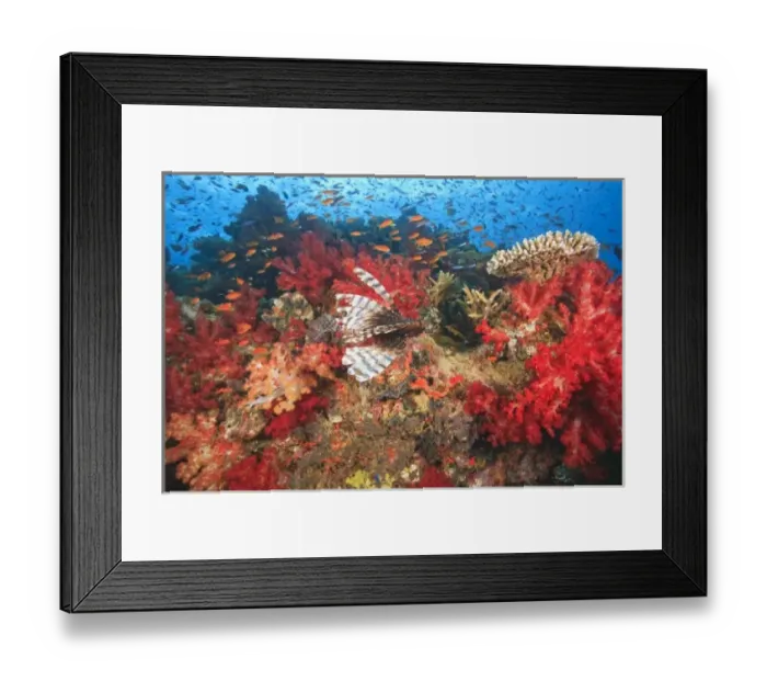 Framed Print : Lionfish (Pterios volitans) surrounded by lush Soft Corals (Dendronepthya sp. ) and Anthias fish