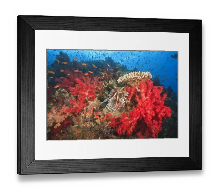 Framed Print : Lionfish (Pterios volitans) surrounded by lush Soft Corals (Dendronepthya sp. ) and Anthias fish