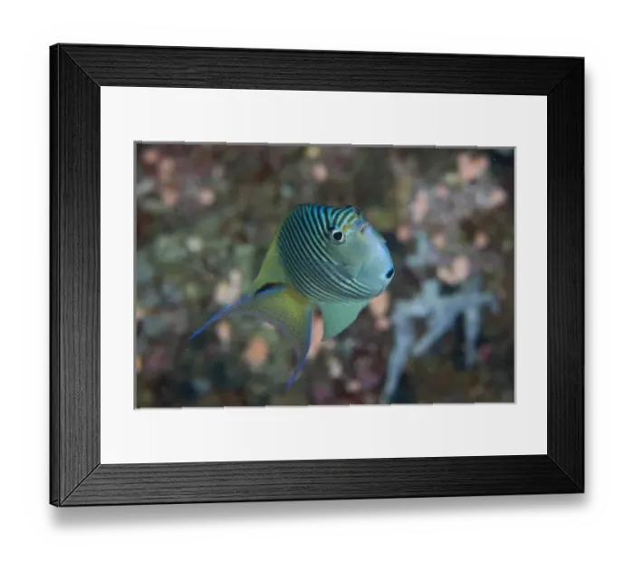 Framed Print : South Pacific, Solomon Islands. An atypically shaped angelfish Framed Print : South Pacific, Solomon Islands. An atypically shaped angelfish