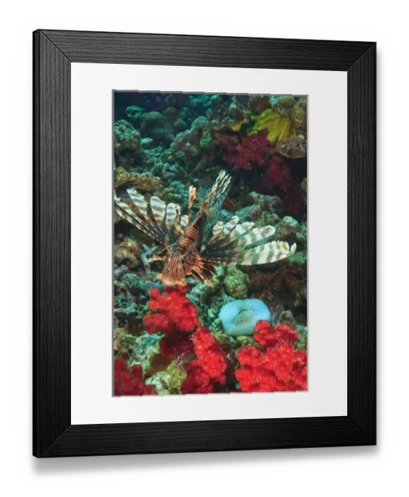 Framed Print : Lionfish (Pterios volitans), Rainbow Reef near Taveuni Island, Fiji, South Pacific Framed Print : Lionfish (Pterios volitans), Rainbow Reef near Taveuni Island, Fiji, South Pacific