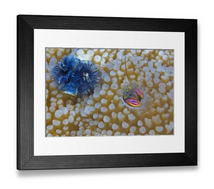Framed Print : South Pacific, Solomon Islands. A hermit crab living in hard coral hole next to a tube worm Framed Print : South Pacific, Solomon Islands. A hermit crab living in hard coral hole next to a tube worm
