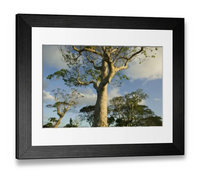Framed Print : Vanuatu, Efate Island, Port Vila. Iririki Island, Sunset light on trees Framed Print : Vanuatu, Efate Island, Port Vila. Iririki Island, Sunset light on trees
