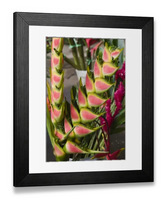 Framed Print : Oceania, Vanuatu Framed Print : Oceania, Vanuatu