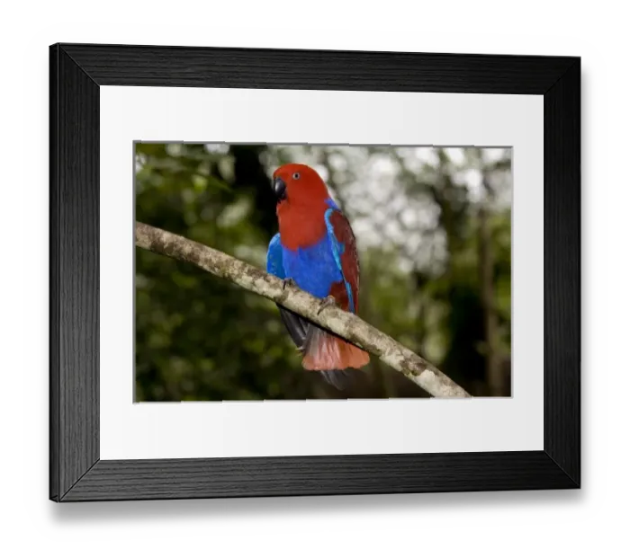 Framed Print : Papua New Guinea, Lae. Female Eclectus Parrot Framed Print : Papua New Guinea, Lae. Female Eclectus Parrot