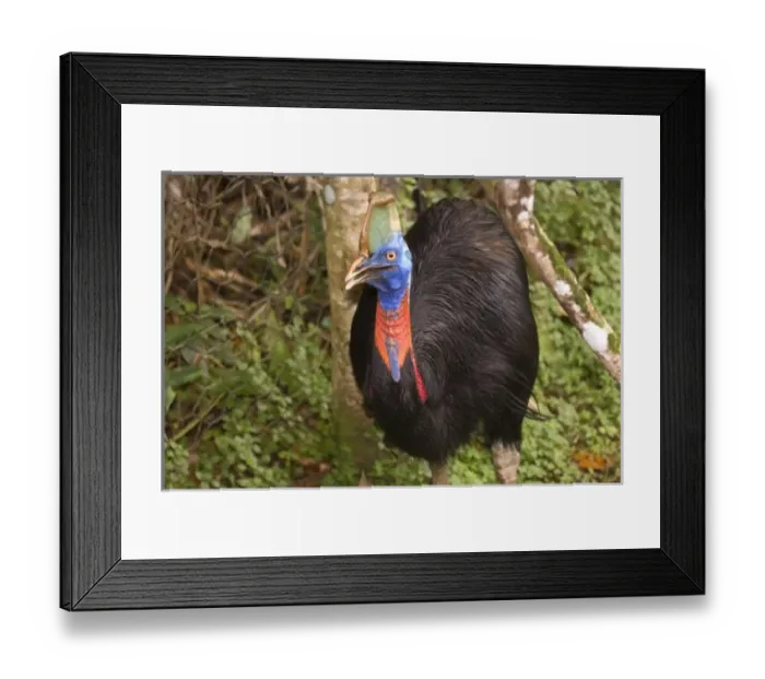 Framed Print : Oceania, Papau New Guinea Framed Print : Oceania, Papau New Guinea