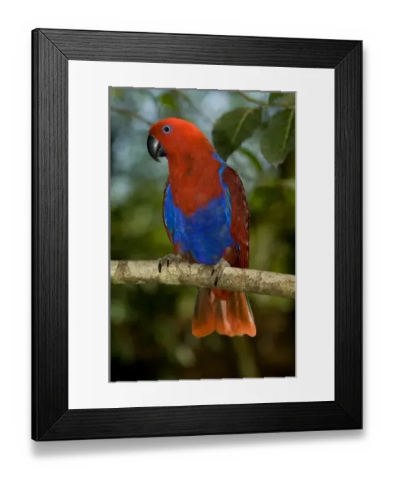 Framed Print : Papua New Guinea, Lae. Female Eclectus Parrot