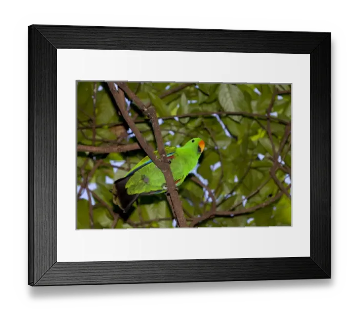 Framed Print : Oceania, Papau New Guinea Framed Print : Oceania, Papau New Guinea